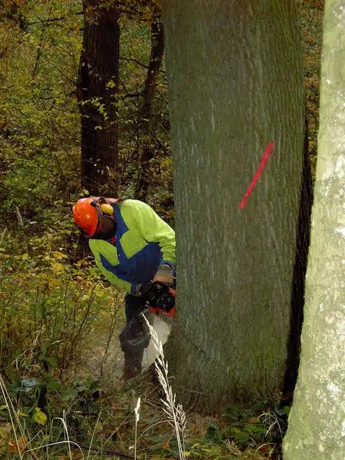 Foto: Wildwald VOSSWINKEL