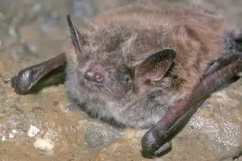 Die Teichfledermaus fühlt sich im Hönnetal wohl. Foto: M. Bußmann/Märkischer Kreis