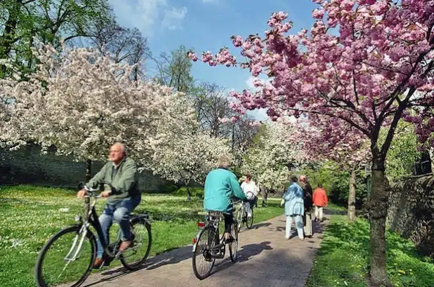 Baumblüte in der Gräfte (Foto: Wirtschaft & Marketing Soest GmbH).