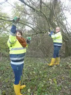 Vivien Gillberg und Niklas Ferch, noch bis Ende Juli als FÖJler für die Abteilung Umwelt aktiv, beim Zuschneiden von ein Meter langen Steckhölzern (Foto: Kreis Soest).