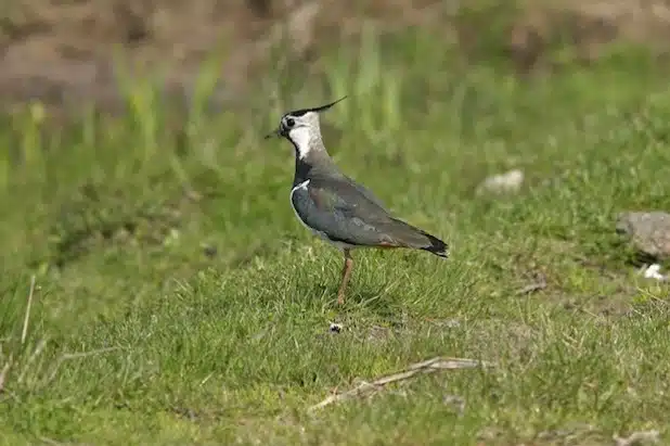 Mit Frühlingsbeginn kehrt der Kiebitz in unsere Feldflur zurück. Er steht auf in NRW auf der Roten Liste gefährdeter Arten. Deshalb steht sein besonderer Schutz im Fokus (Foto: Birgit Beckers).