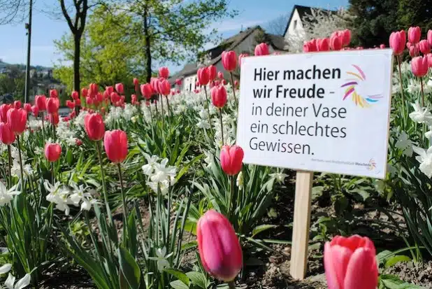 Mit Schildern appelliert die Stadt Meschede dazu, die Blumen dort zu belassen, wo sie hingehören - ins Pflanzbeet  (Foto: Stadt Meschede).