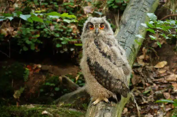 Quelle: Wildwald Vosswinkel