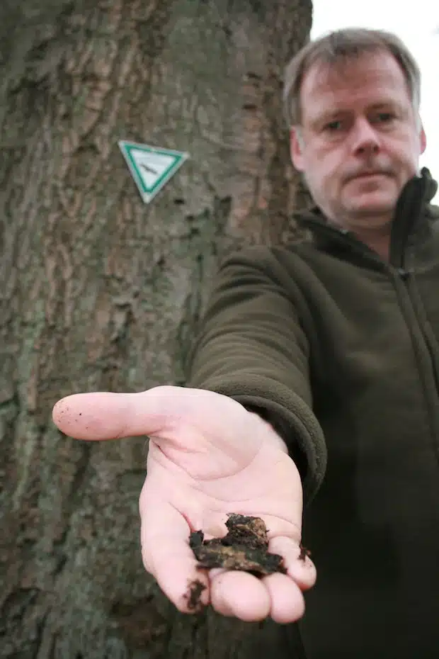 Nur ein Fachmann kann den Brandkrustenpilz erkennen, denn er ist von der abbröckelnden Baumrinde meist nur schlecht zu unterscheiden. Doch sobald er entdeckt wird, muss schnell reagiert werden (Foto: Gemeinde Neunkirchen).