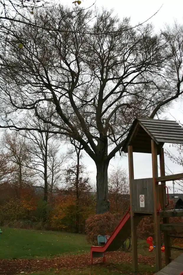 „Leider gibt es keinerlei Gegenmittel, um den Pilz zu bekämpfen und diesen herrlichen Baum davor zu bewahren, gefällt zu werden“, bedauert Umweltberater Matthias Jung (Foto: Gemeinde Neunkirchen).