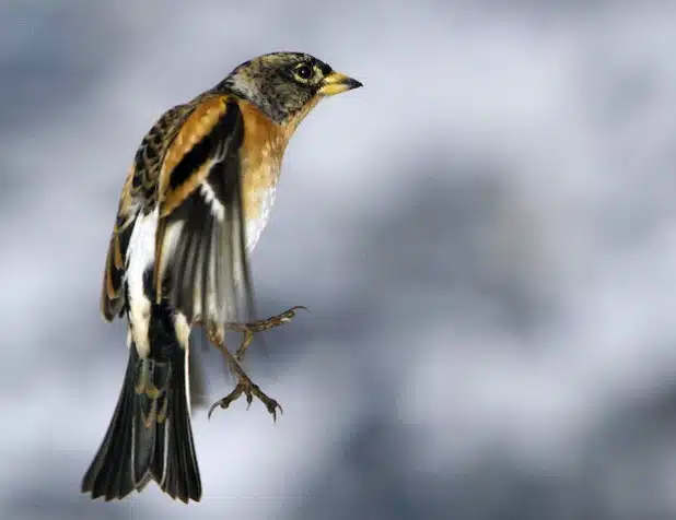 Haltung bewahren, Fahrgestell ausgefahren: Fliegen heißt immer auch Landen (Foto: Siegbert Werner).