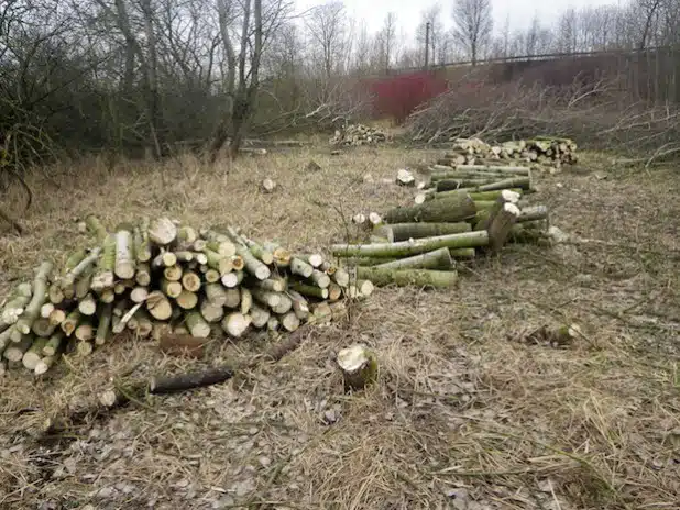 Ein solch radikales Zurückschneiden von Gehölzen wie hier untersagt das Bundesnaturschutzgesetz zwischen dem 1. März und dem 30. September (Foto: Marianne Rennebaum/Kreis Soest).