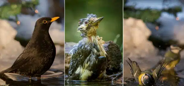 Alle Vögel sind schon nass! Amsel, Buntspecht und Blaumeisen (v.l.n.r.) wollen trotz eisiger Temperaturen nicht auf ihre Morgentoilette verzichten (Fotos: Siegbert Werner).