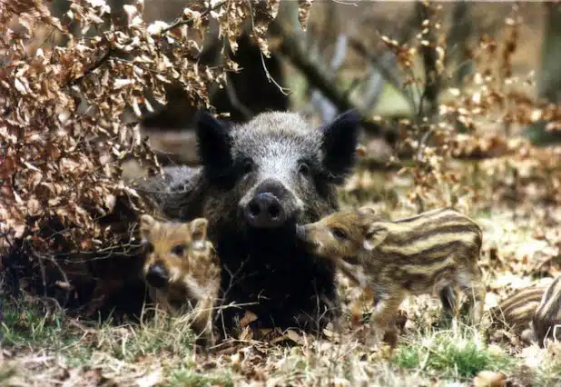 Foto: WILDWALD VOSSWINKEL