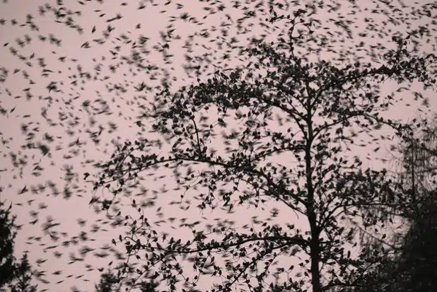 Die Äste der Bäume biegen sich unter der Last der kleinen Piepmätze. Und der Strom reißt nicht ab (Foto: Helmut Weller).