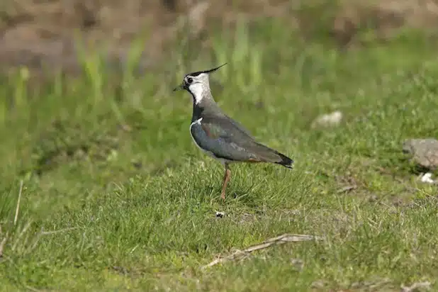 Mit Frühlingsbeginn kehrt der Kiebitz in unsere Feldflur zurück. Er steht auf in NRW auf der Roten Liste gefährdeter Arten. Deshalb steht sein besonderer Schutz im Fokus (Foto: Birgit Beckers).