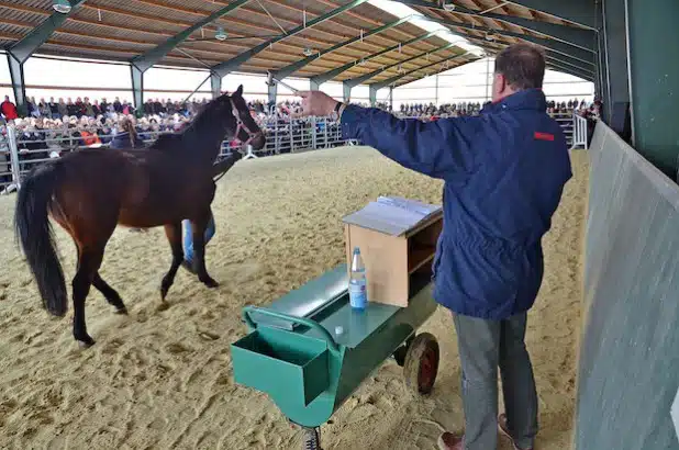 Der beauftragte Auktionator Volker Raulf (MennrathS – Auktionen für Pferde und Landwirtschaft, Mönchengladbach) zeigte sich überrascht über die erzielten Erlöse (Foto: Wilhelm Müschenborn/Kreis Soest).