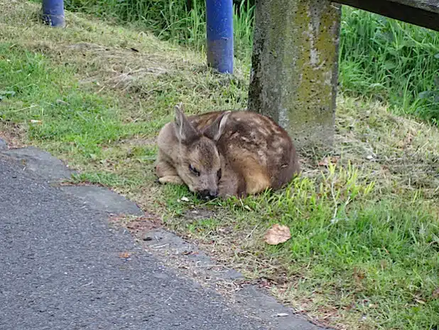 Rehkitze sind gerade im Frühjahr leichte Beute für Raubtiere. Dazu können auch Hunde gehören (Foto: Ruhrverband).