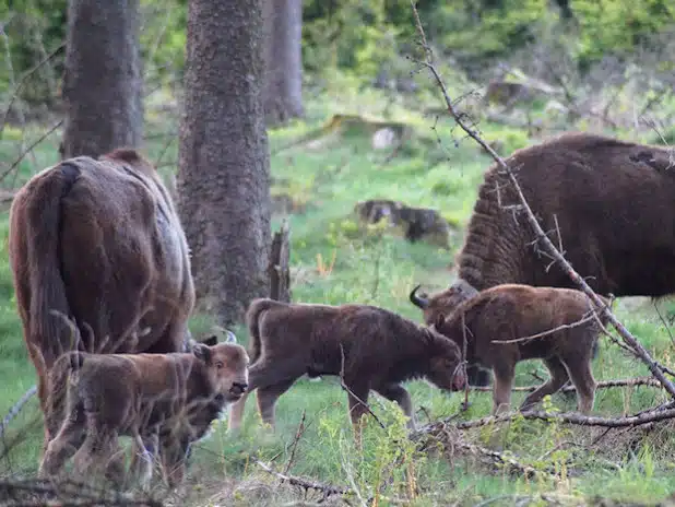 Die drei kürzlich geborenen Kälbchen im Kreis der Herde (Foto: Trägerverein Wisent-Welt-Wittgenstein e.V.)