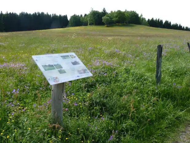 Der Bergwiesenpfad Kreuzberg - Foto: Winterberg Touristik und Wirtschaft GmbH