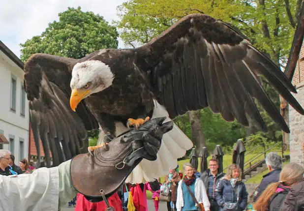 Der Weißkopfseeadler von Pierre Schmidt ist auf der Burg auch dabei (Foto: Michelle Wolzenburg/Märkischer Kreis).