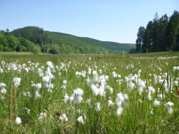 Die Wiederherstellung artenreicher Wiesen und Weiden war ein Ziel des Life-Projekts Möhneaue. Das unter Naturschutz stehende Wollgras mit seinem bezeichnenden weißen Wollschopf steht für die angestrebte Artenvielfalt (Foto: Franz Reichenberger).