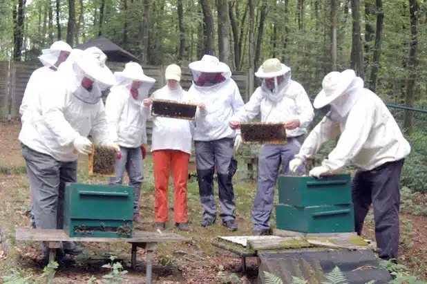 In Theorie und Praxis lernten die Bienensachverständigen, wie sich von Faulbrut betroffene Bienenvölker mittels des „offenen Kunstschwarmverfahrens“ sanieren lassen (Foto: André Dorn).