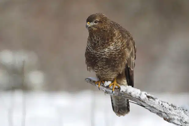  Im Winter auf der Jagd: Der Mäusebussard sitzt auf der Lauer - Foto: Friedhelm Adam, Quelle: Gemeinde Neunkirchen.