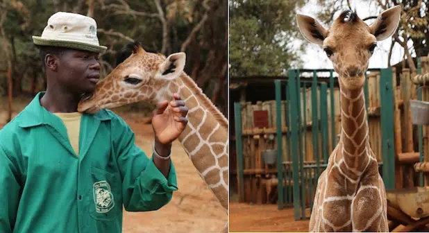 Kiko ist zutraulich und vertrauensselig. Er weiß, dass ihm in dem vom Wildlife Trust betriebenen Waisenhaus keine Gefahr droht. Foto: The DSWT/Barcraft Media