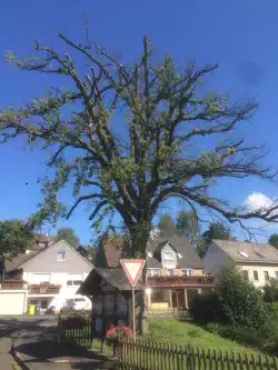 Die rund 120 Jahre alte Kaisereiche in Lindenberg ist nicht mehr zu retten und wird Anfang Dezember gefällt werden (Foto: Kreis Siegen-Wittgenstein).