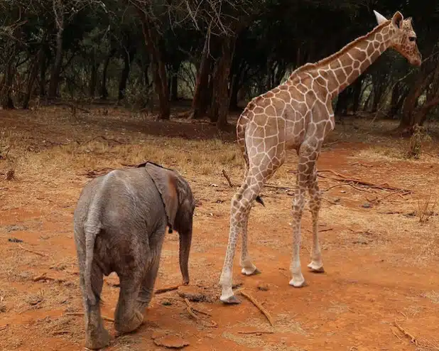 Ungleiches Paar: es war Liebe auf den ersten Blick. Der Baby-Elefant und die Baby-Giraffe sind unzertrennlich. Wohin der eine geht, folgt der andere. Foto: The DSWT/Barcraft Media