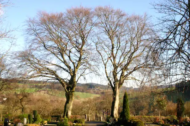 Die beiden Buchen auf dem Eversberger Friedhof stellen inzwischen eine Gefahr dar. Einer der Bäume ist hohl, Äste könnten abbrechen (Foto: Stadt Meschede).