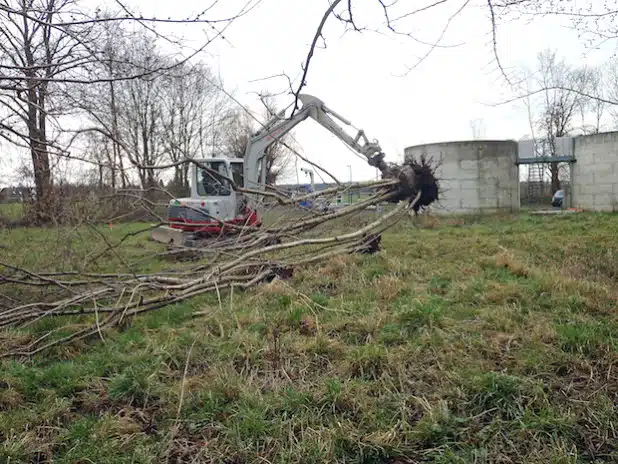 Mit der Rodung von Gehölzen begannen die Bauarbeiten zur Renaturierung der Seseke im Bereich der ehemaligen Kläranlage Hilbeck. Die gerodeten Bäume werden als Totholz in den neuen Bachlauf eingebaut (Foto: Annette Kühlmann/Kreis Soest).