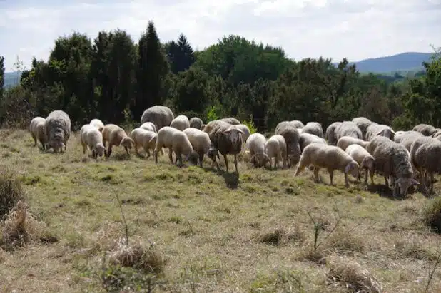 Schafherde im Sauerland (Foto: Antonius Klein).