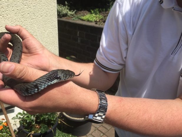 Ringelnatter machte es sich im Garten bequem | Lennestadt