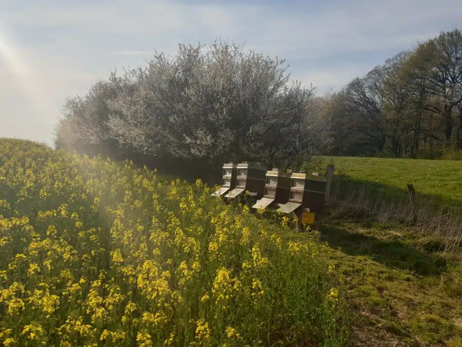 2020-04-27-Bienen-1