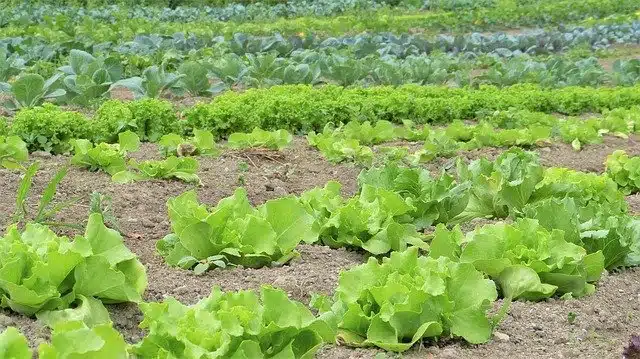 Im Winter können Hobbygärtner in Ruhe für die nächste Garten Saison planen.