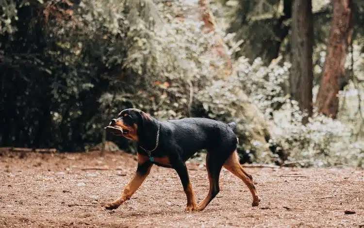 2021-08-11-Rottweiler