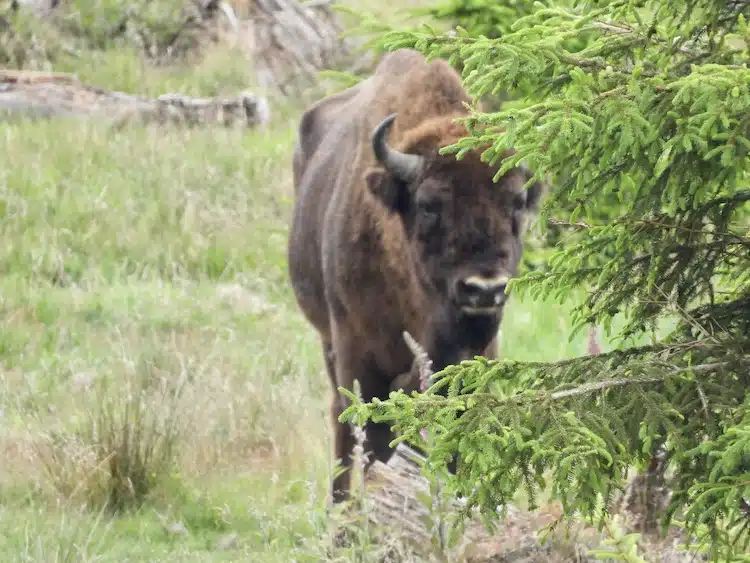 2023-02-08-Wisent